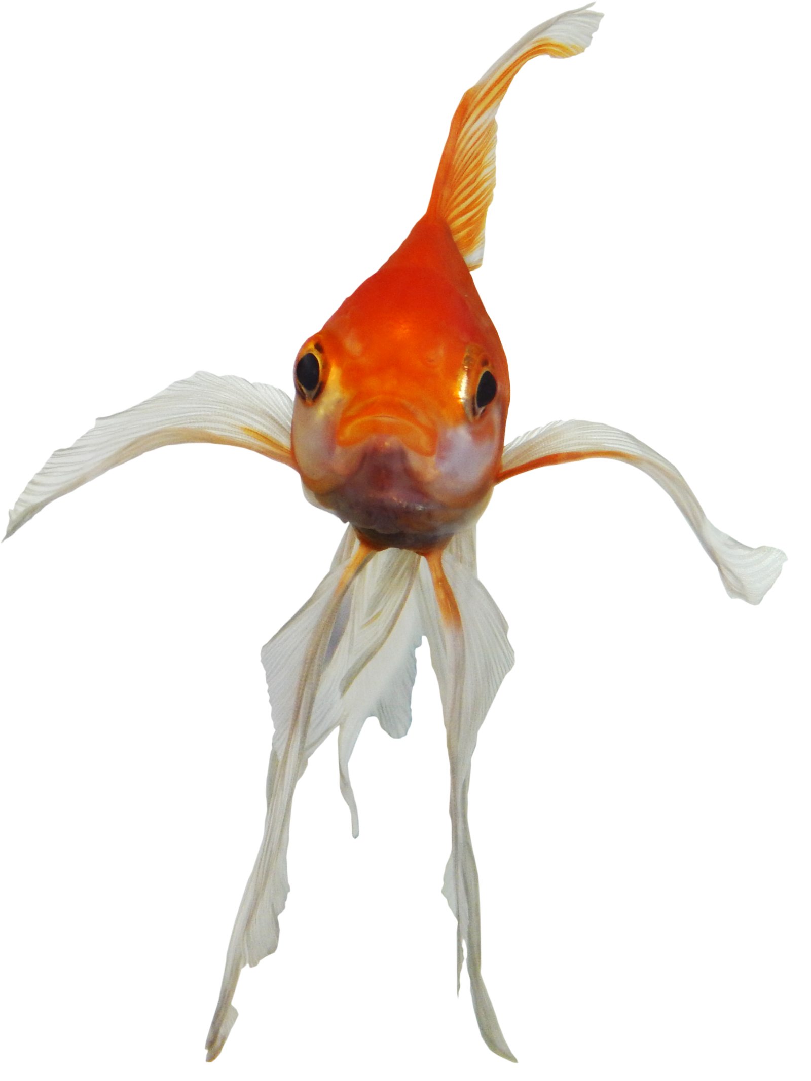 https://freepngimg.com/save/22812-real-fish-transparent/1600x2134