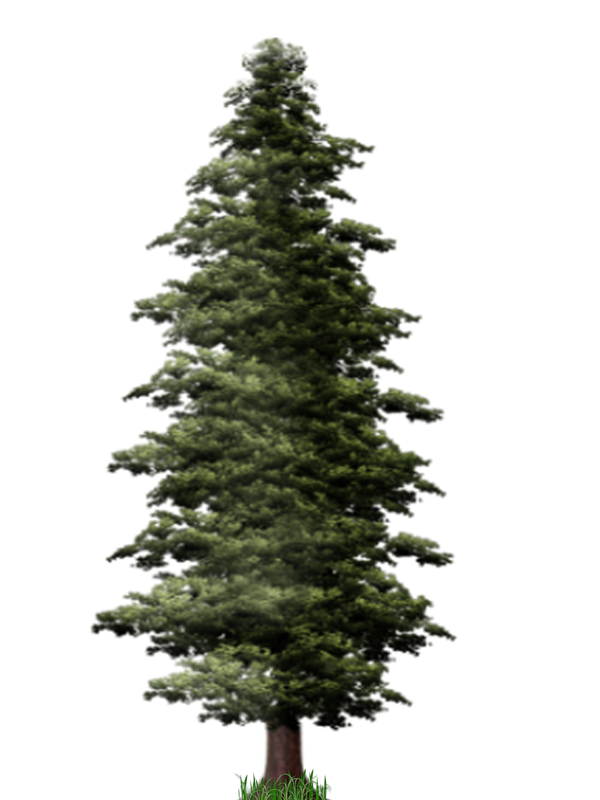 pine trees transparent background