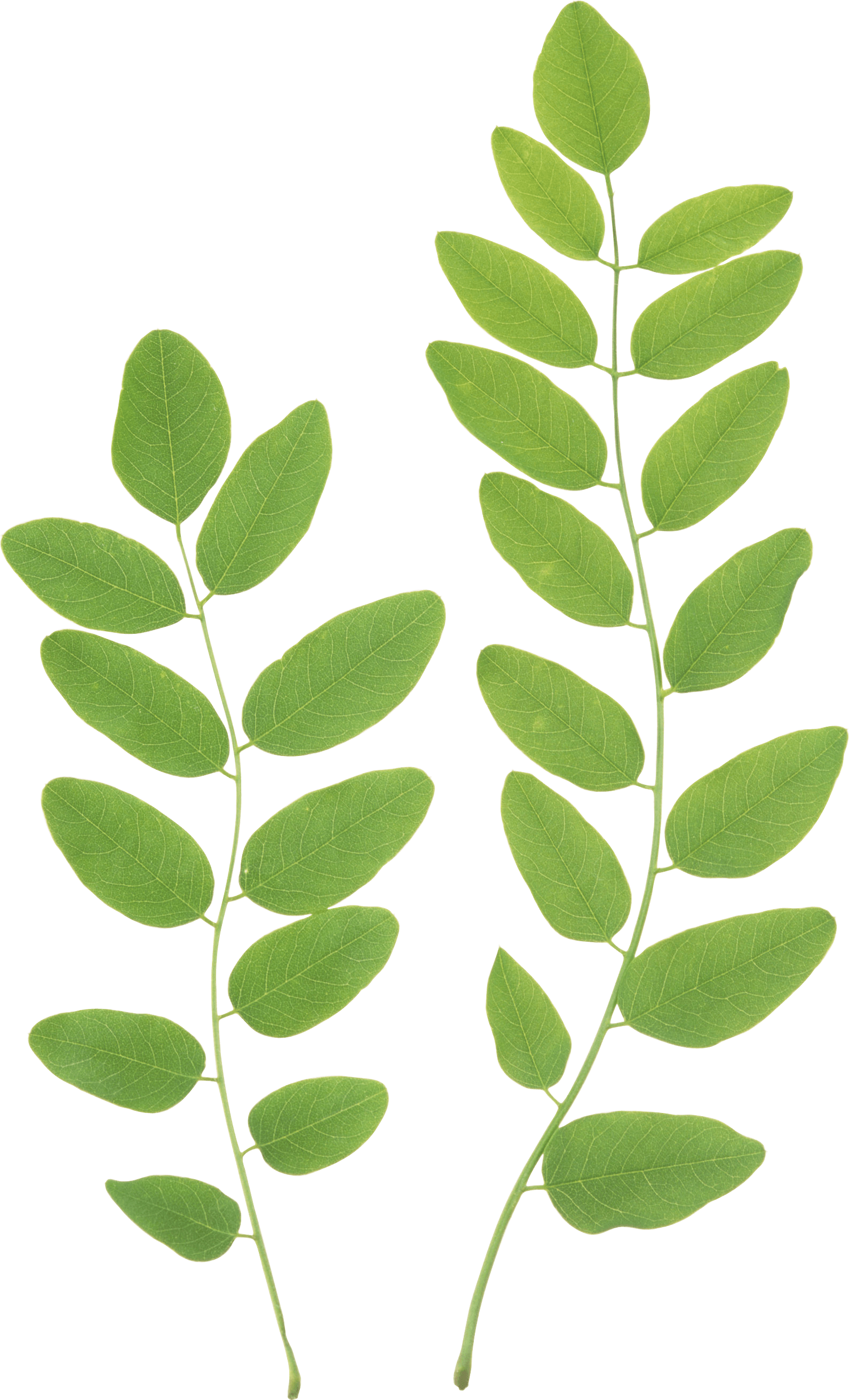 green leaf outline png