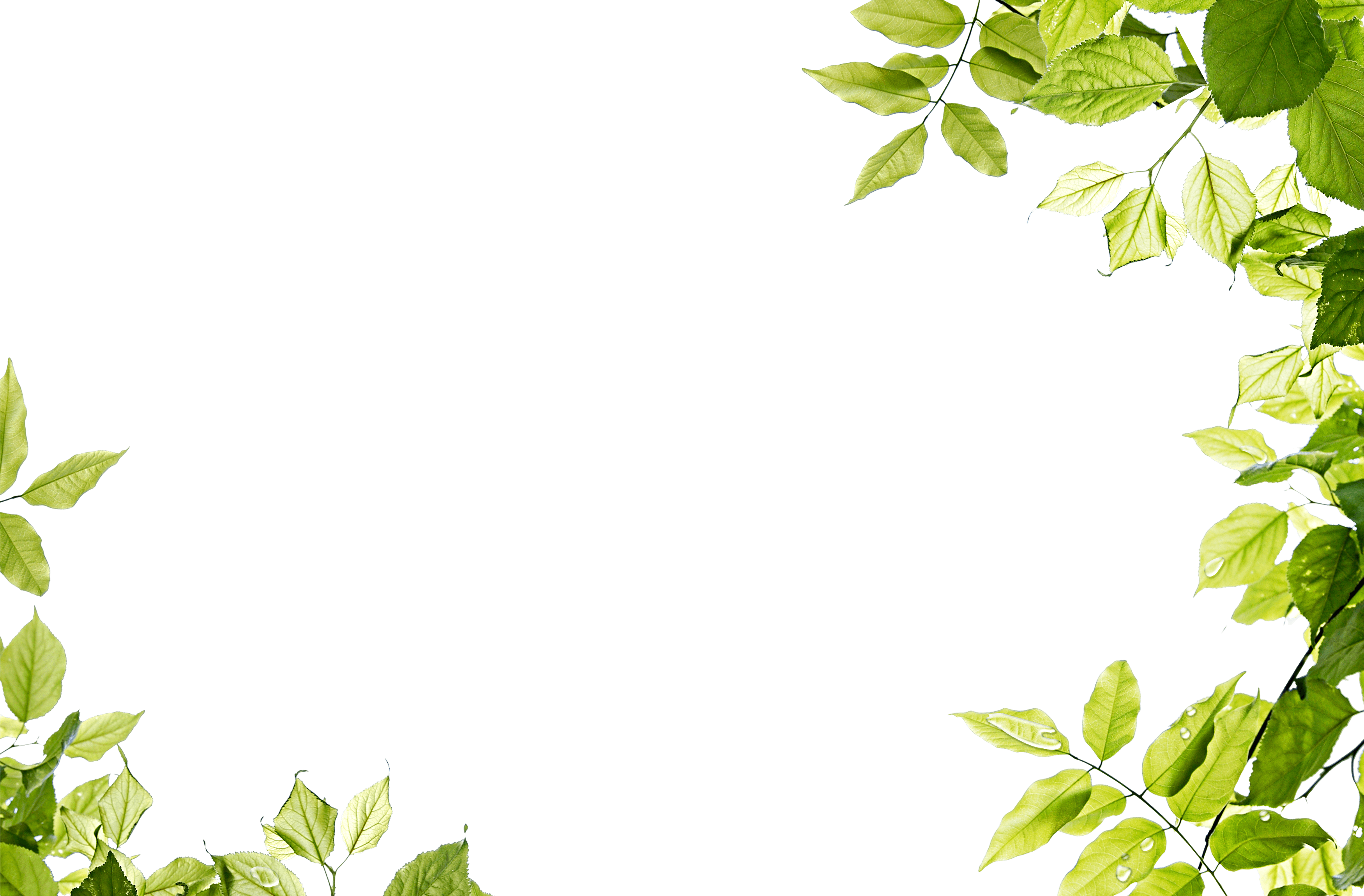 Green Leaf Background png download - 1067*942 - Free Transparent