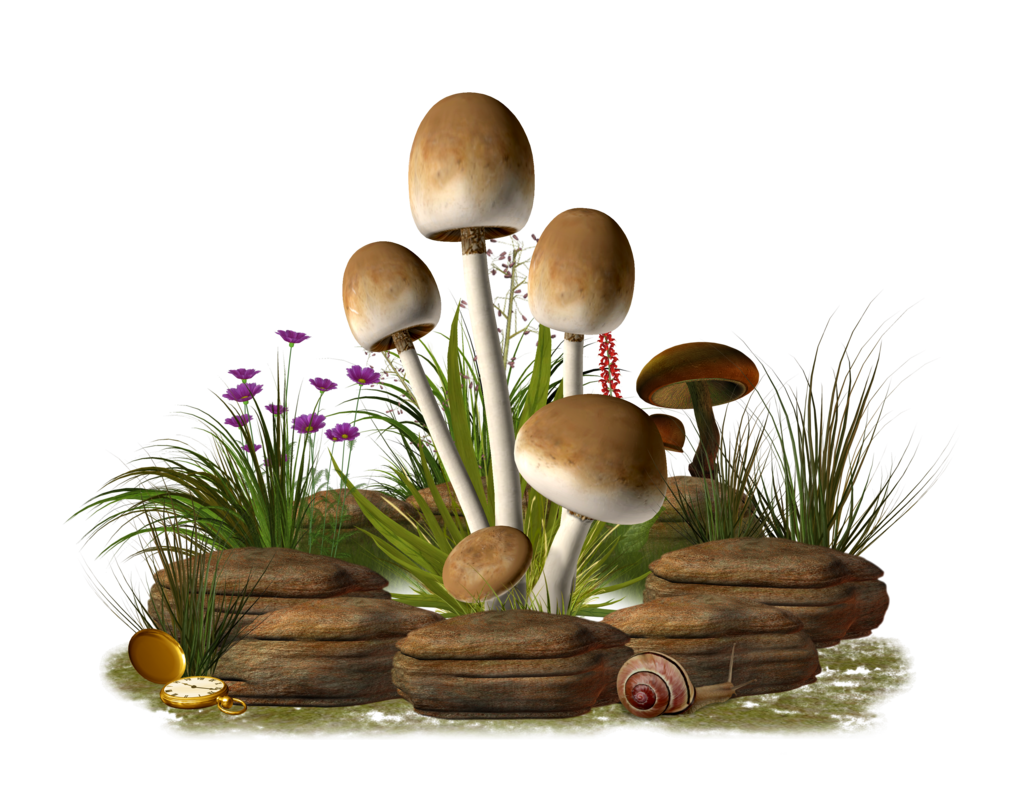 Download Mushroom Transparent Image HQ PNG Image | FreePNGImg