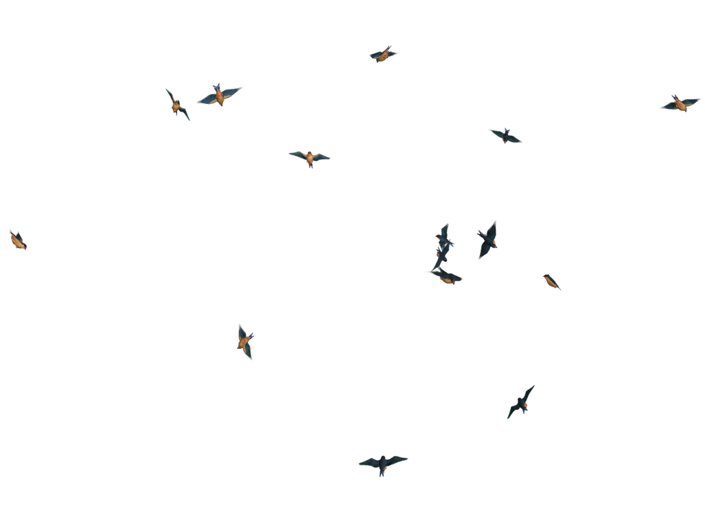 Download Birds Picture HQ PNG Image