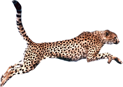 Cheetah Running Stock Photos, Images and Backgrounds for Free Download