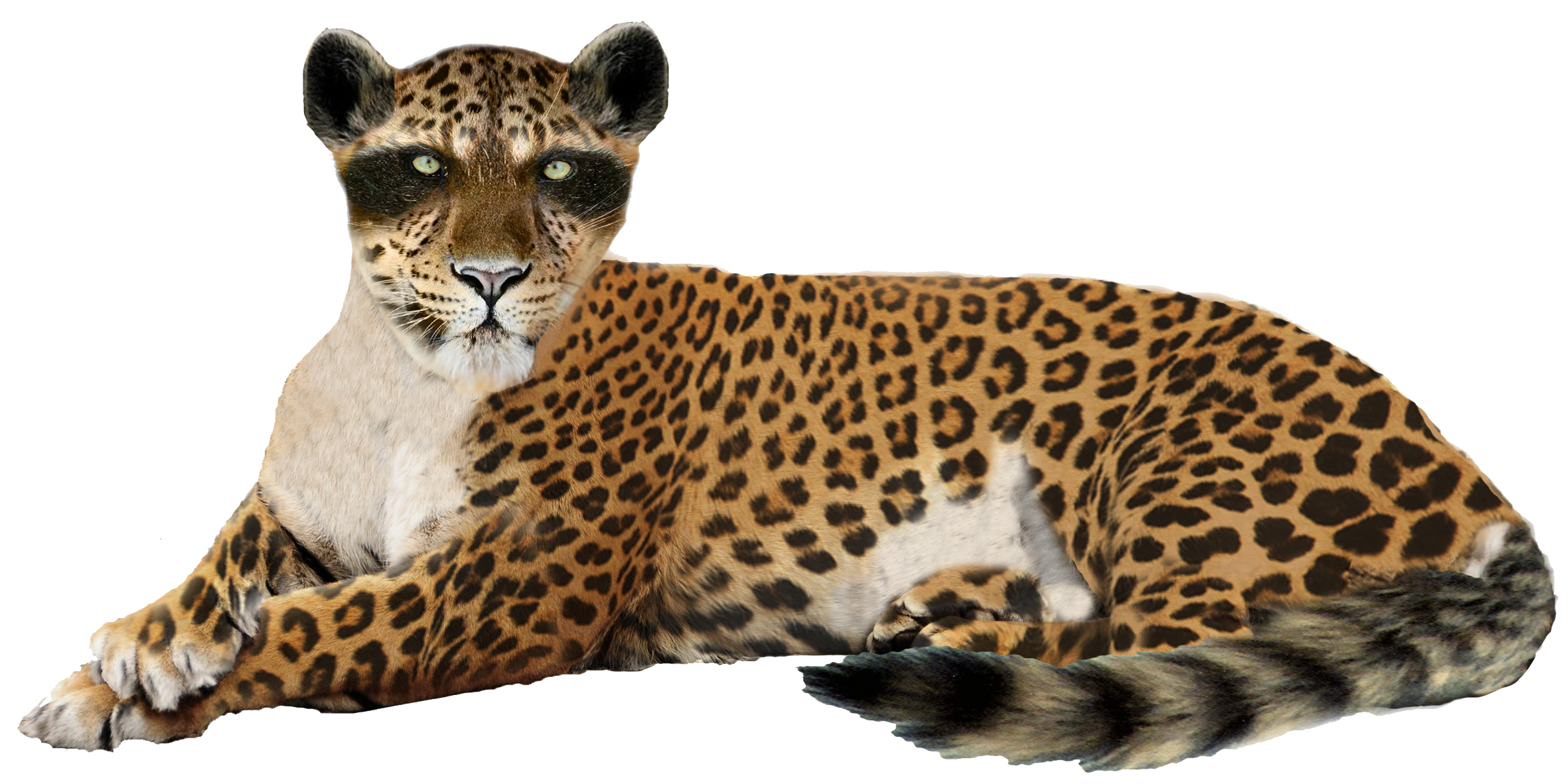 Leopard PNG Transparent Images - PNG All