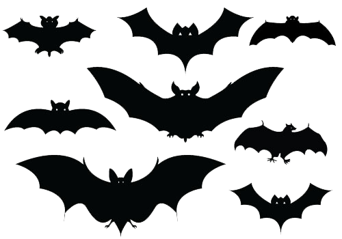 Halloween bat png images