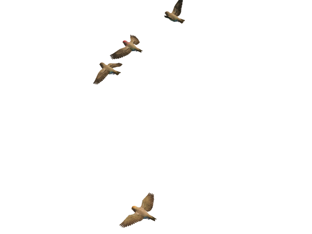 Download Bird Png - Flying Birds Gif Png PNG Image with No Background 