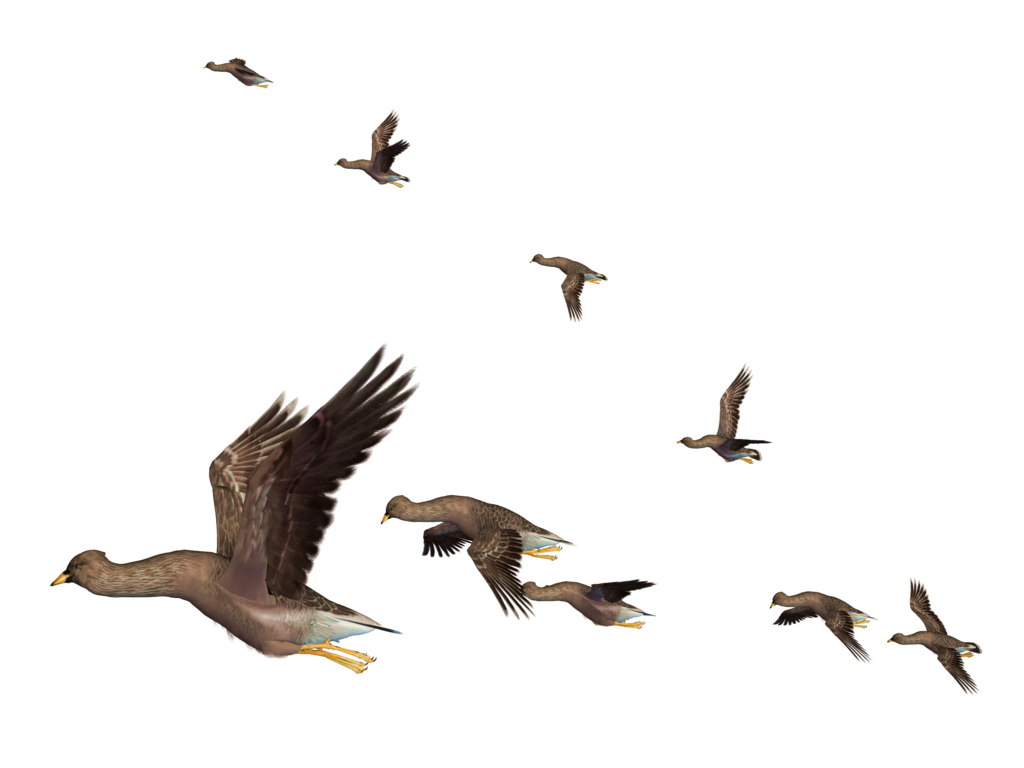 flying bird clipart png