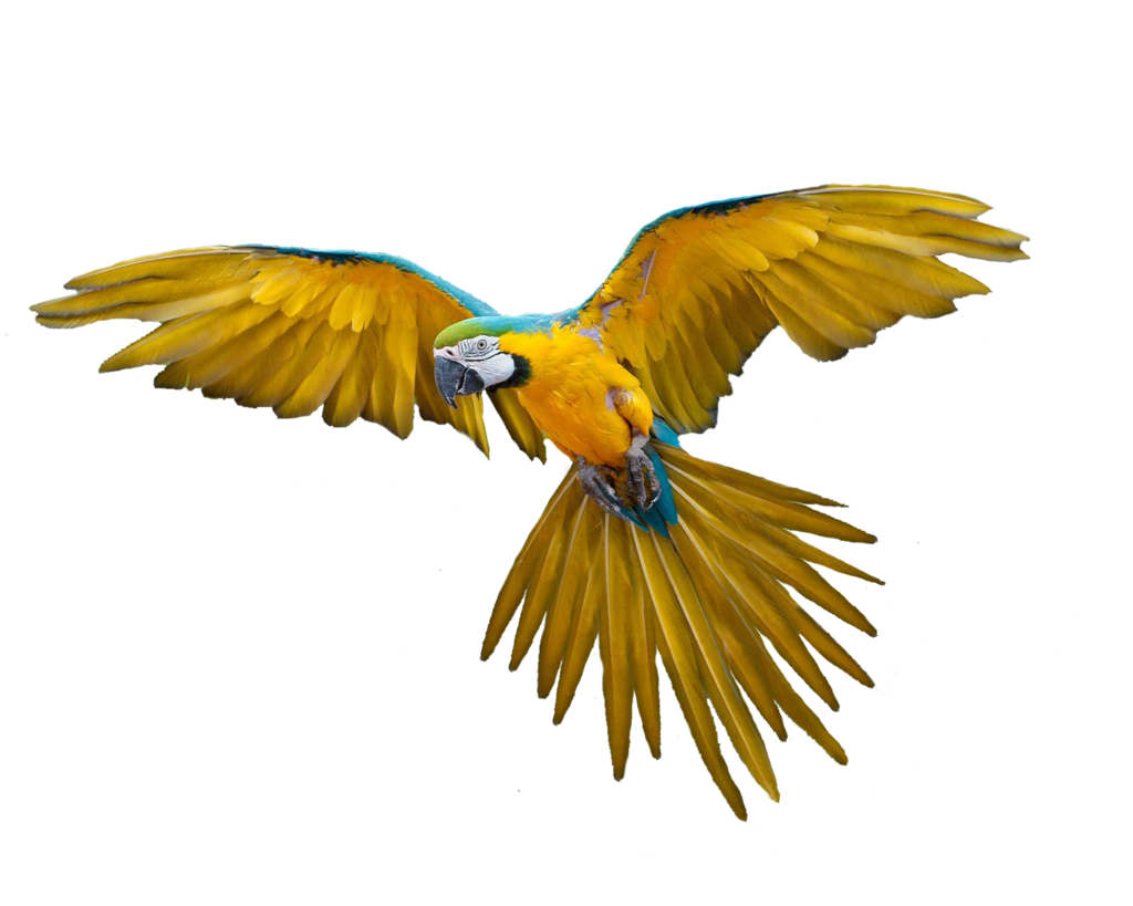 Bird PNG Images, Download 110000+ Bird PNG Resources with