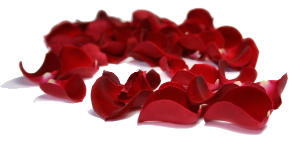 Rose Petal Red PNG Clip Art Image  Rose petals, Red rose petals, Beautiful  rose flowers