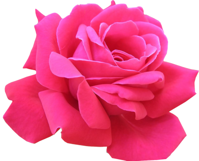 rosa png