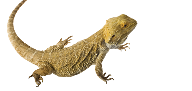 bearded dragon translucent