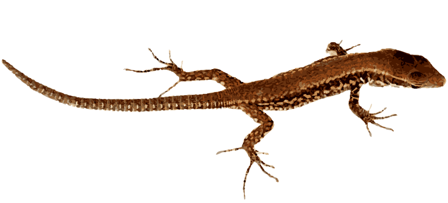 transparent lizard