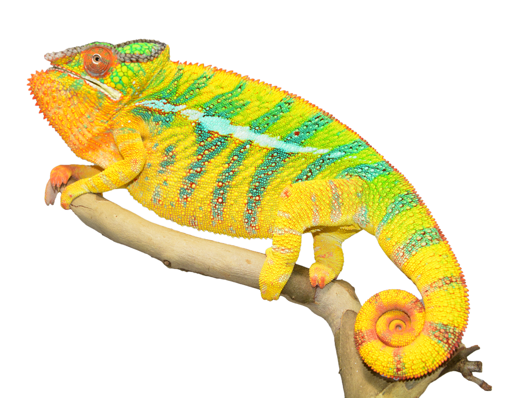 Chameleon Background png download - 1024*768 - Free Transparent Scrambled  Eggs png Download. - CleanPNG / KissPNG