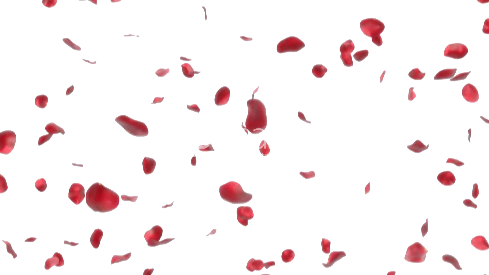 falling rose petals png