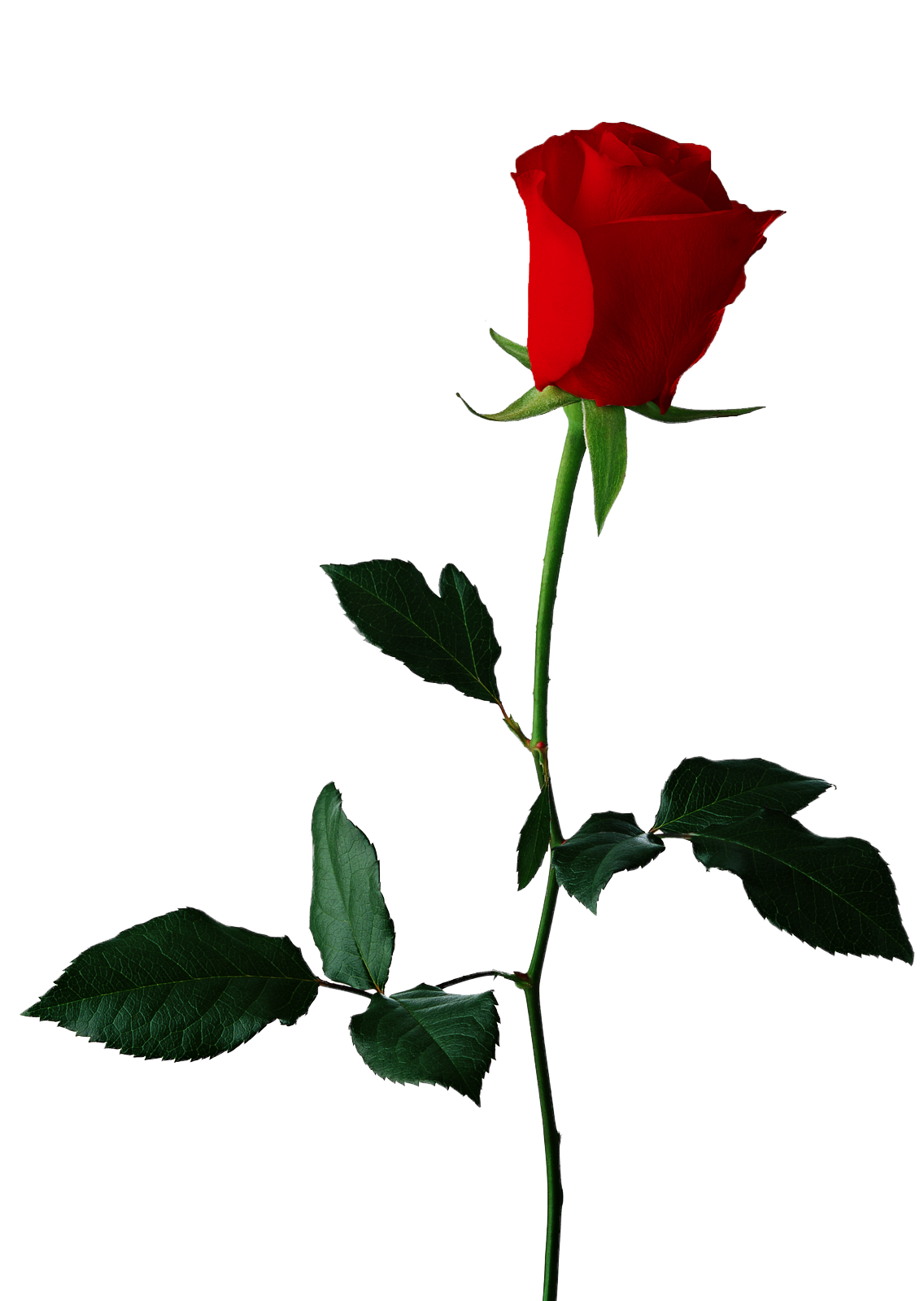 Download Single Red Rose Transparent Background HQ PNG Image | FreePNGImg