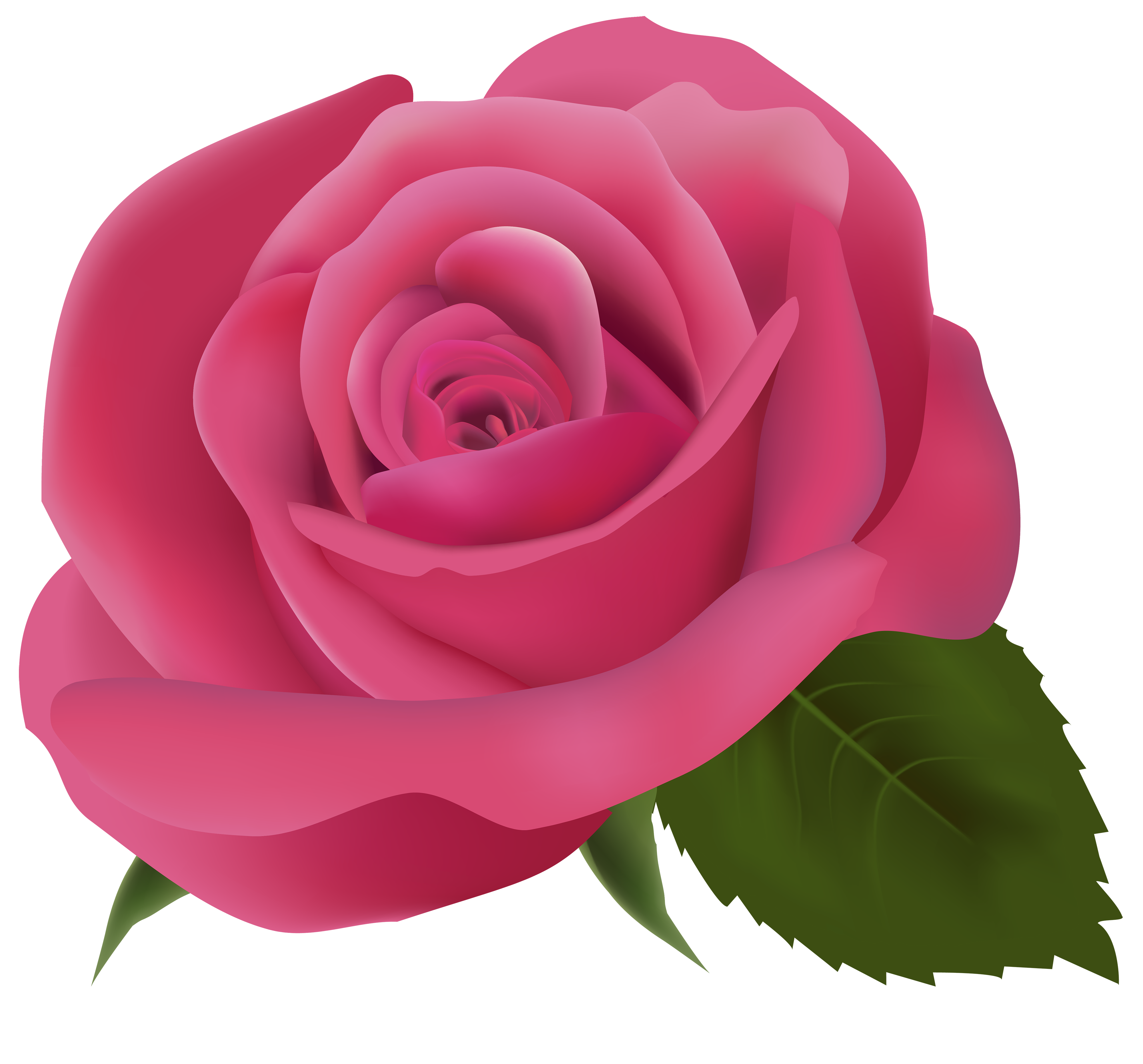 pink rose background images