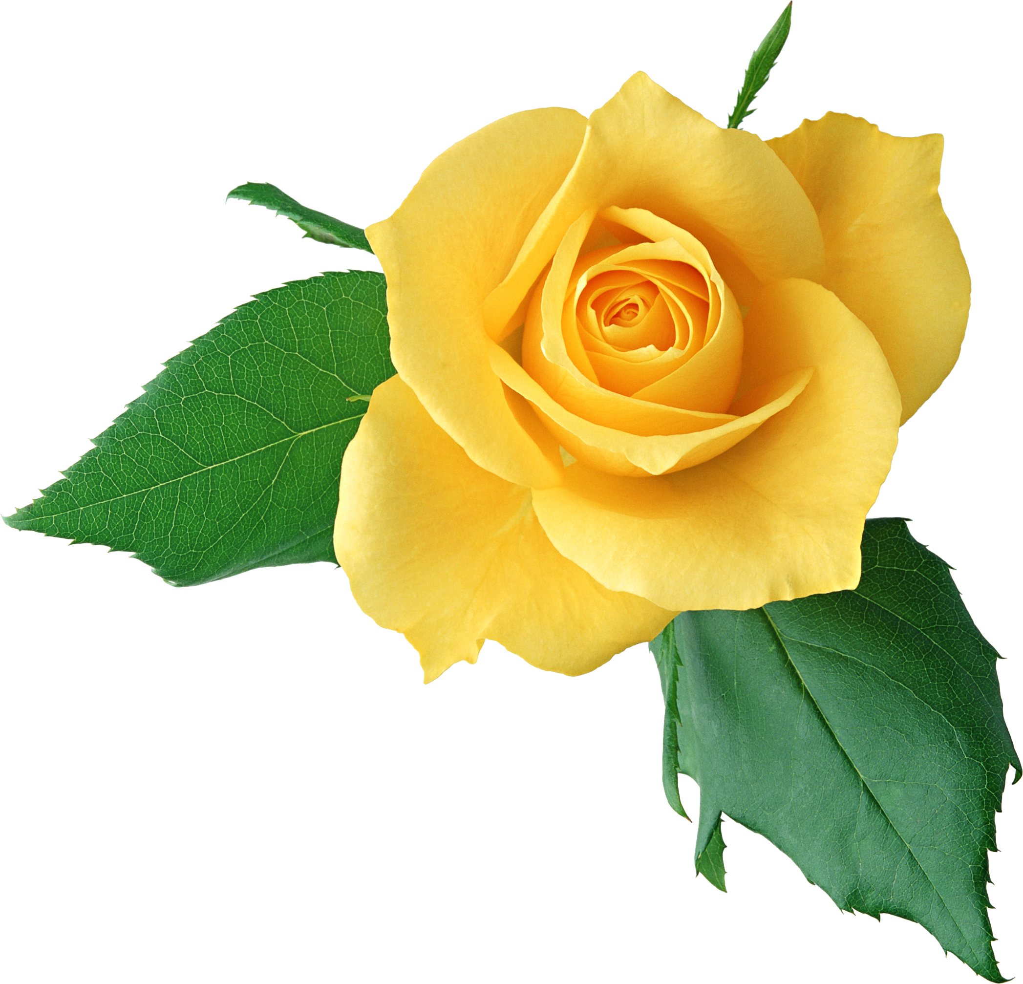 single yellow rose clipart