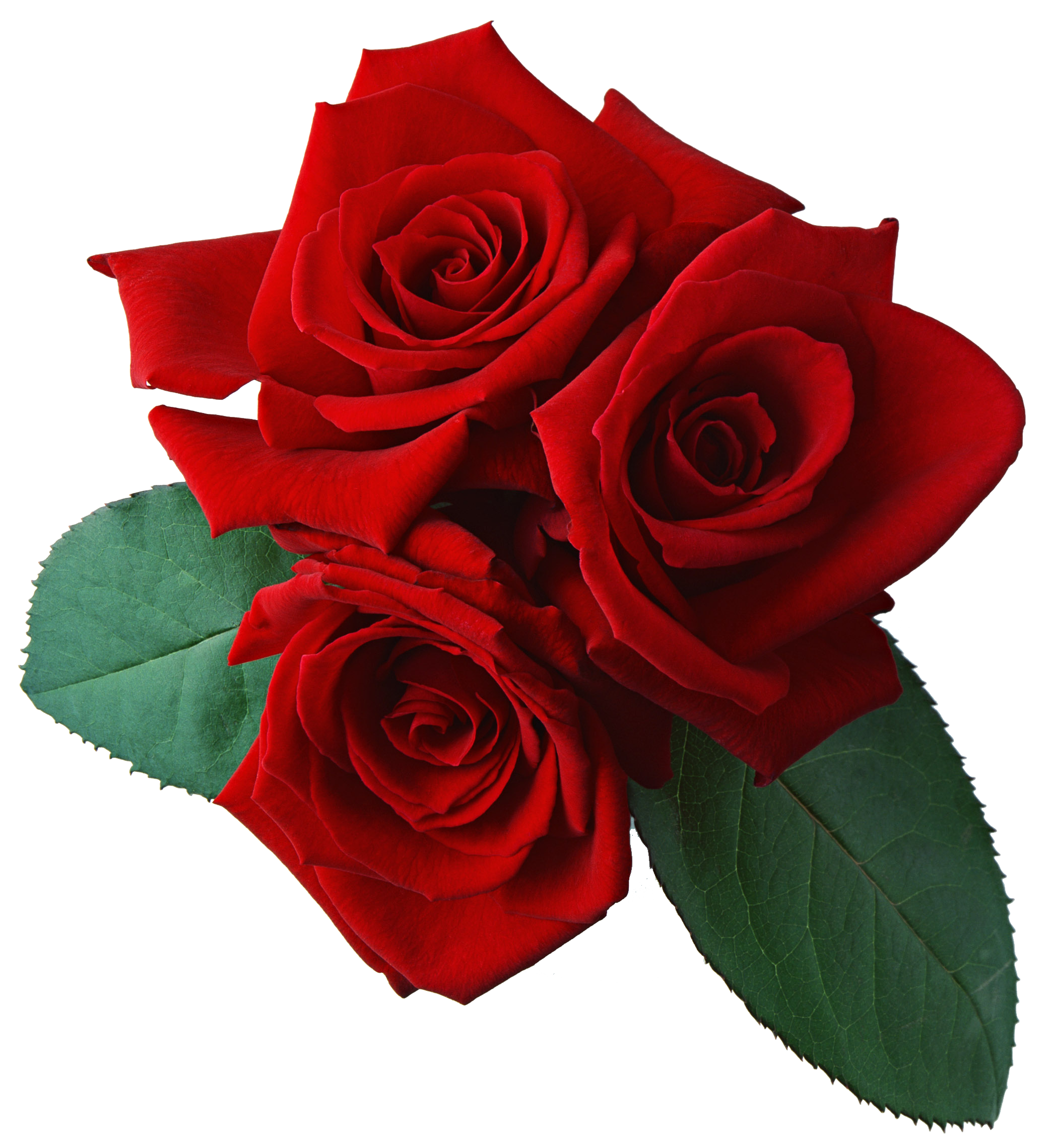 Download Red Rose Transparent Background HQ PNG Image | FreePNGImg