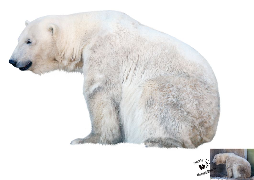 Polar Bear Alpha, HD Png Download(910x480) - PngFind