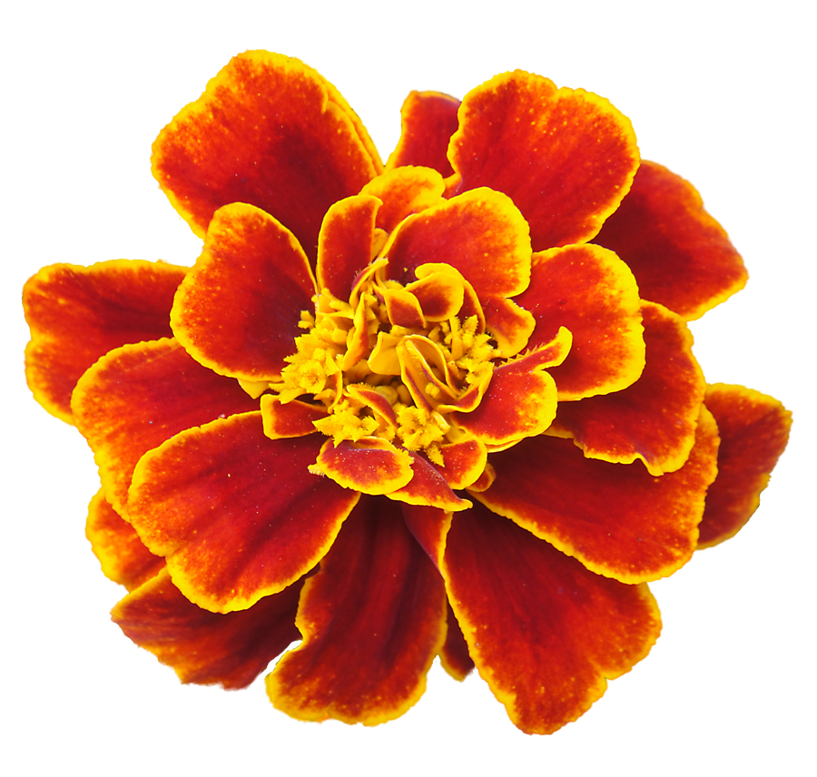 marigold clipart