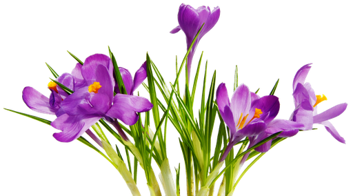 https://freepngimg.com/save/30002-colorful-flowers-transparent-background/512x284