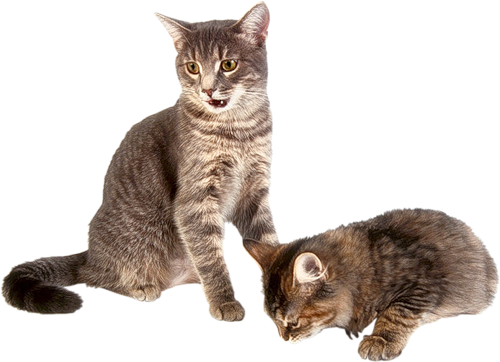 Two Cats PNG Images With Transparent Background