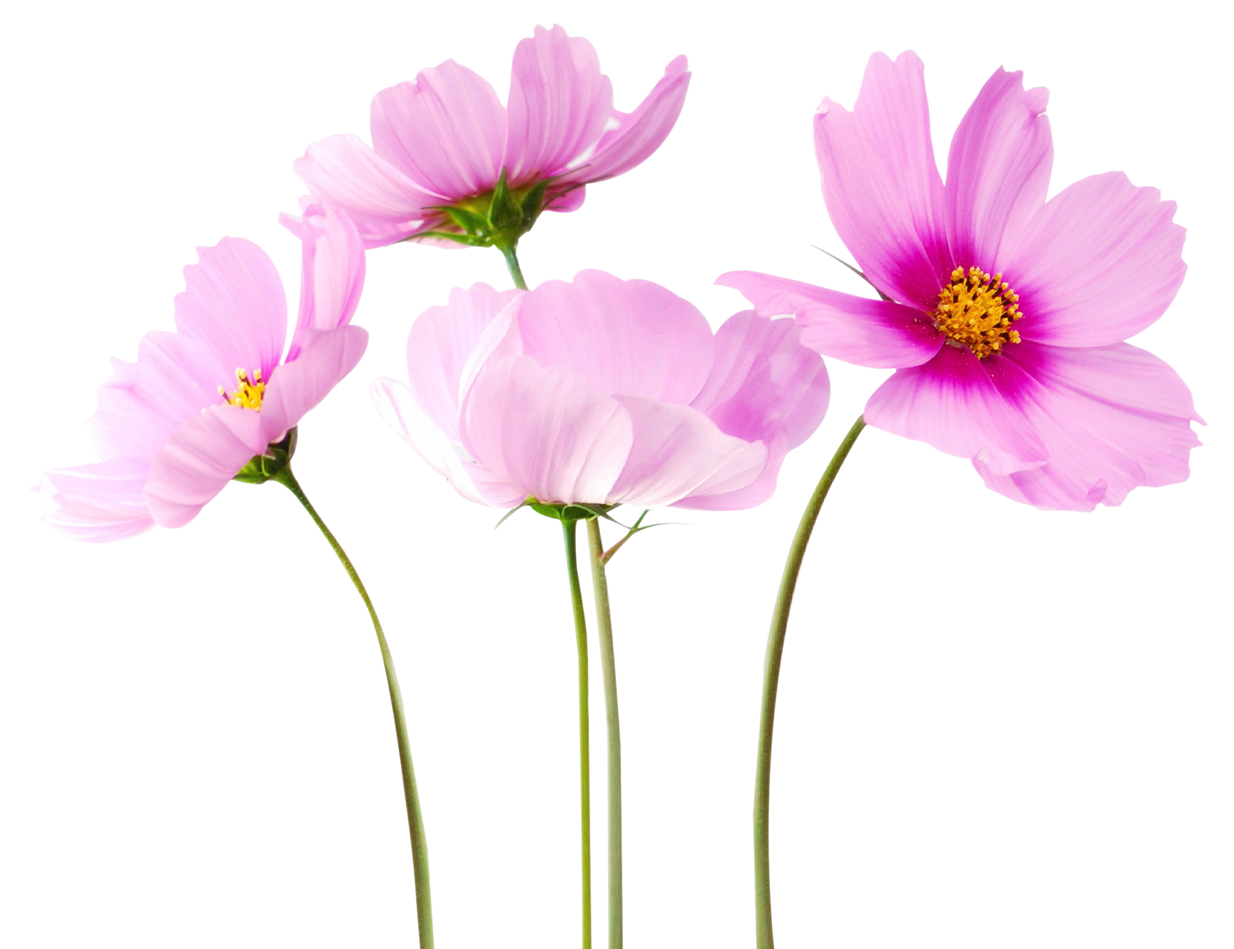 Transparent Flowers PNG Transparent Images Free Download