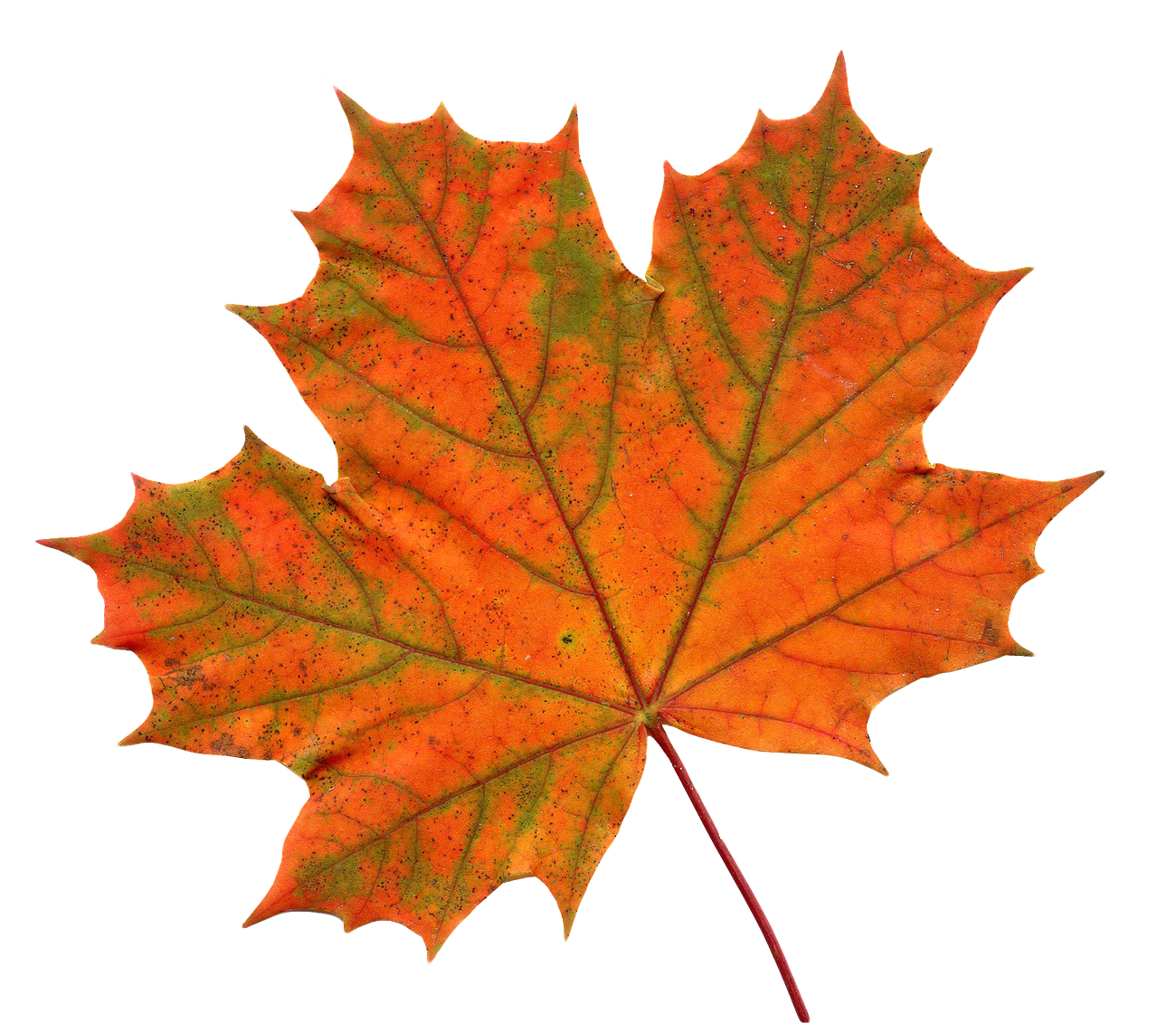 transparent leaf png