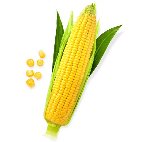 corn png