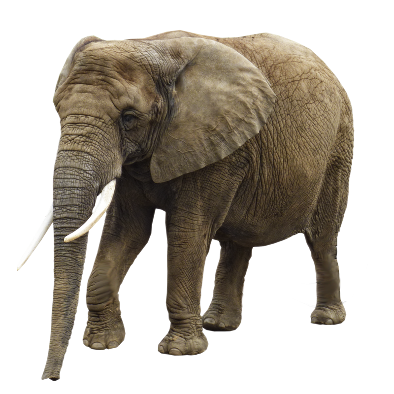 elephant png images