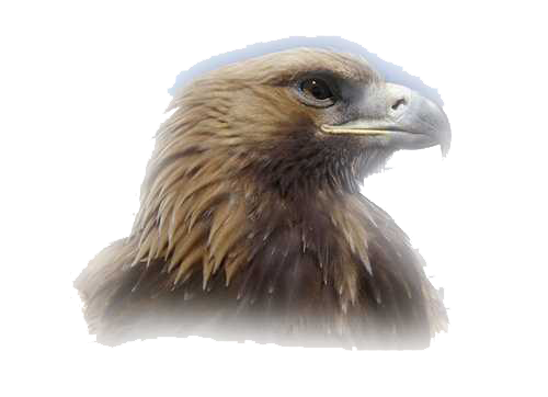 eagle head clipart