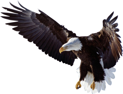 flying eagle clip art