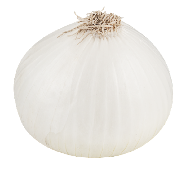 white onion clipart