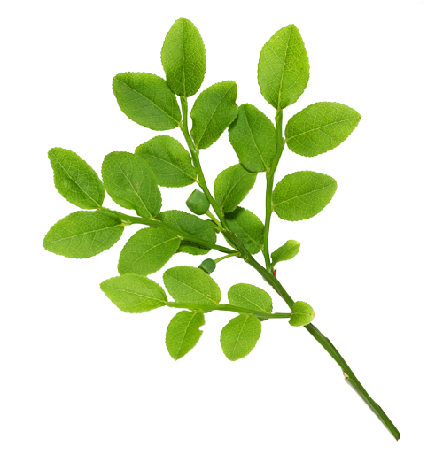 real leaves png