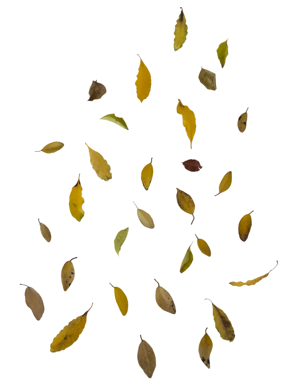 falling leaves png