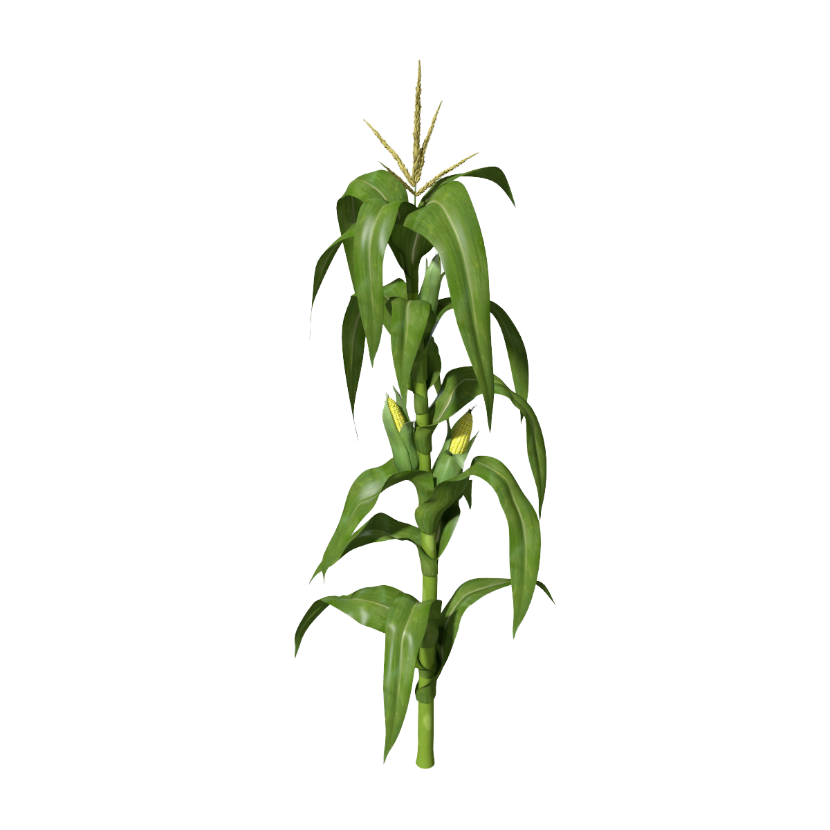 planting corn clipart images