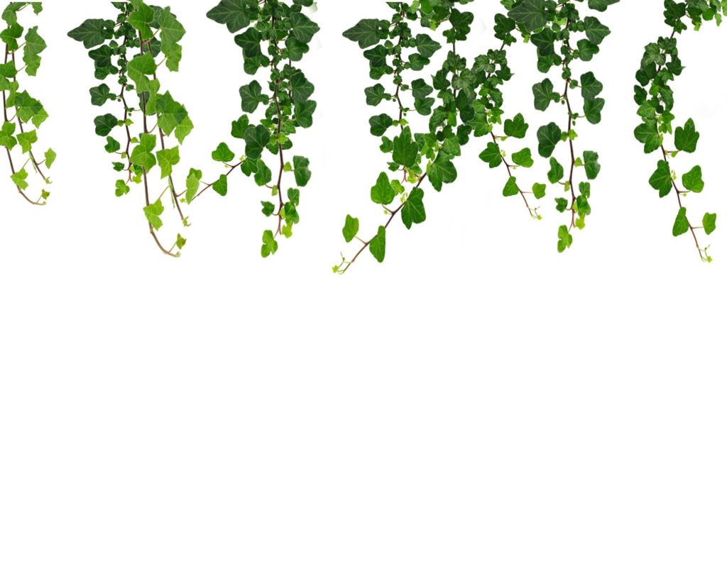 real leaves png