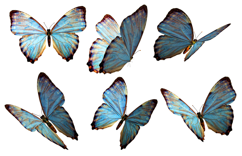 Download Flying Butterflies Image HQ PNG Image