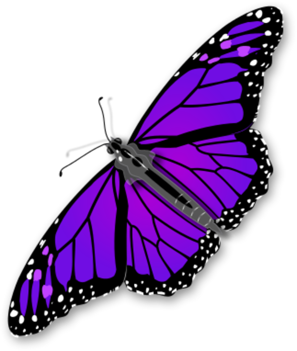 purple butterflies png