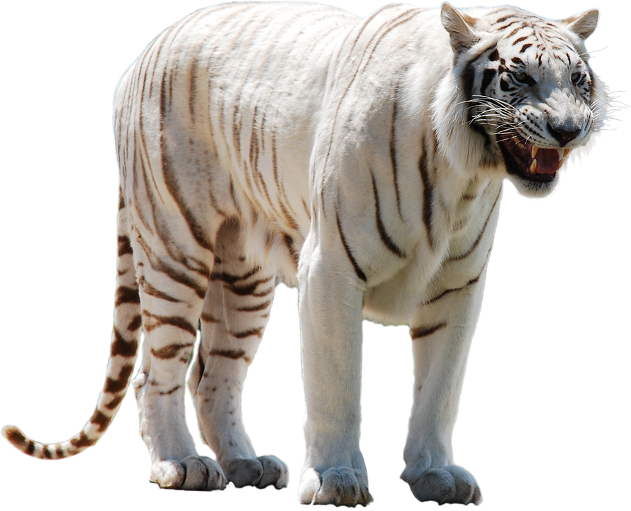 Download White Tiger HQ PNG Image | FreePNGImg