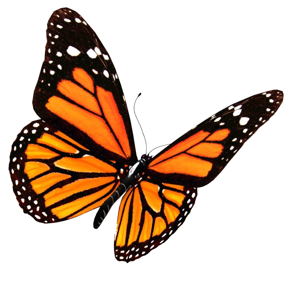 Download Flying Butterflies Transparent Image HQ PNG Image