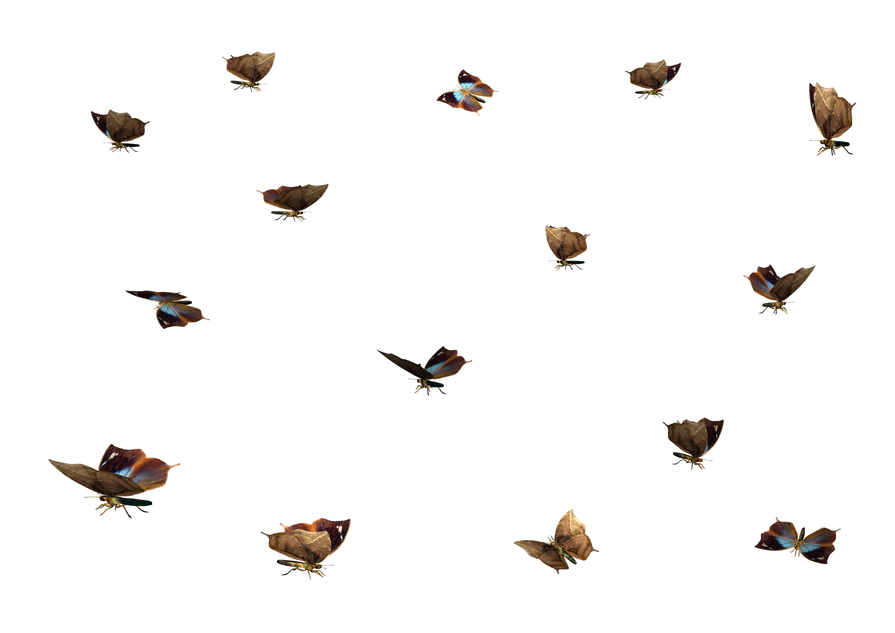 swarm of flies png