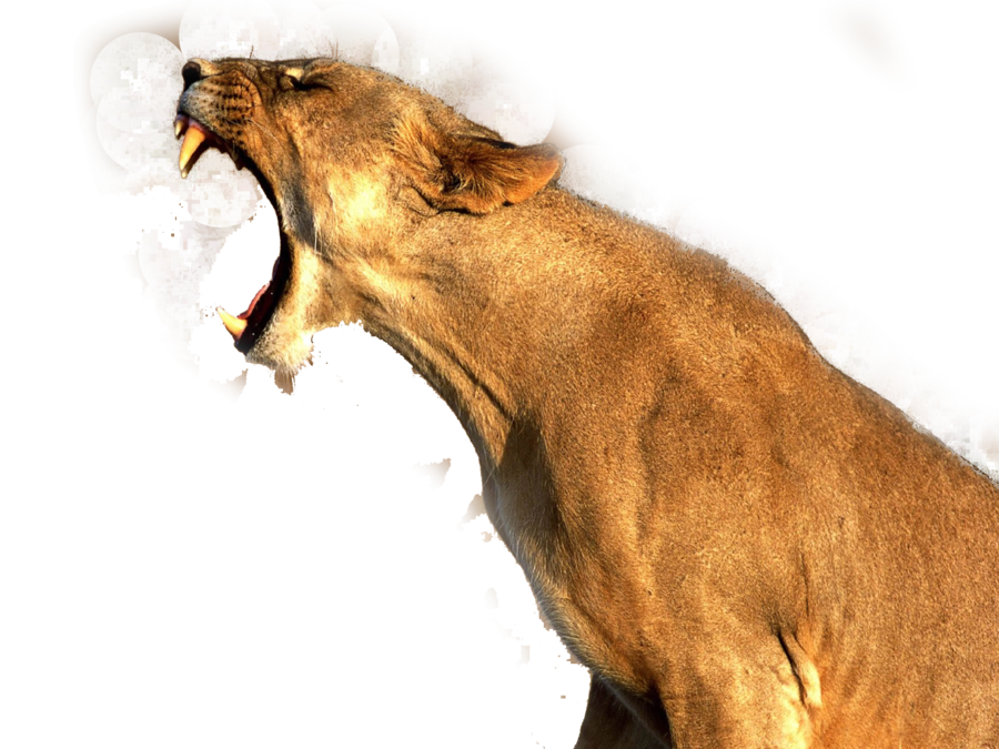 Lioness Roaring Drawing