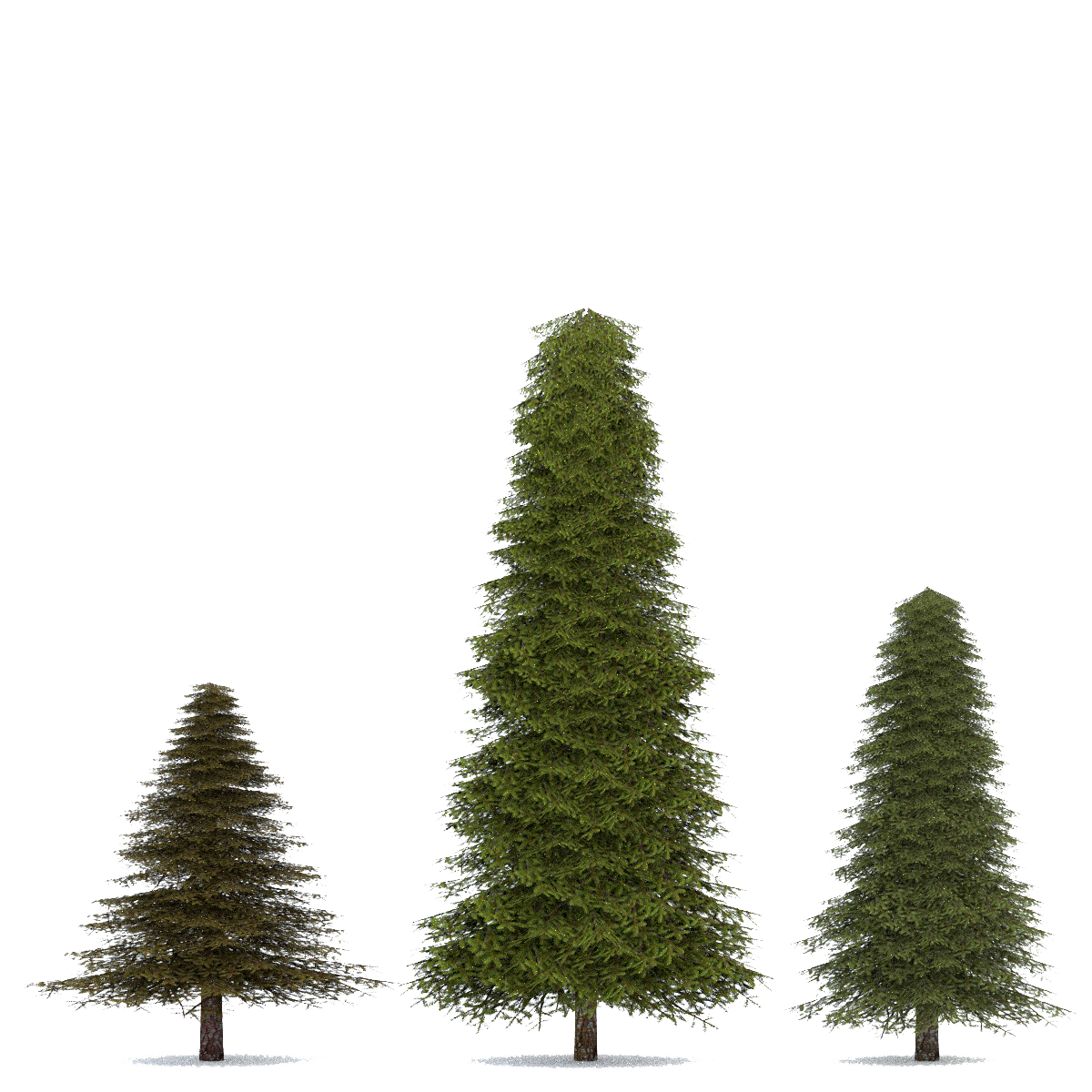 Evergreen Treeline With Transparent Background - Forest Tree Line Png, Png  Download