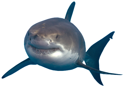 Free Shark Tank Png Png Transparent Images - PikPng