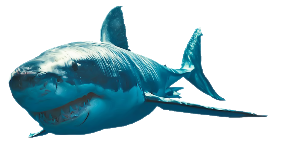 shark clipart with transparent background