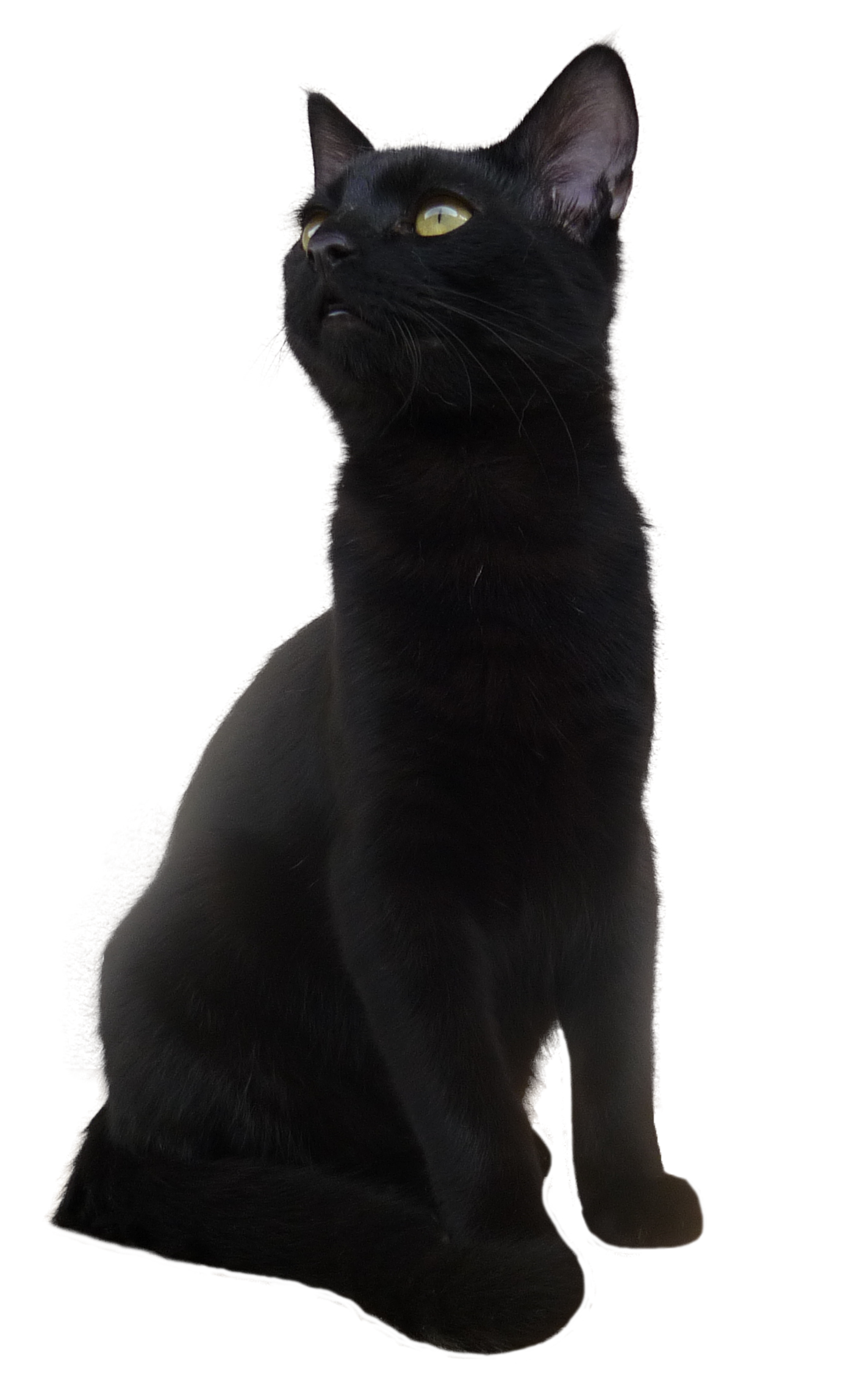 Cat Icon png download - 800*600 - Free Transparent Cat png