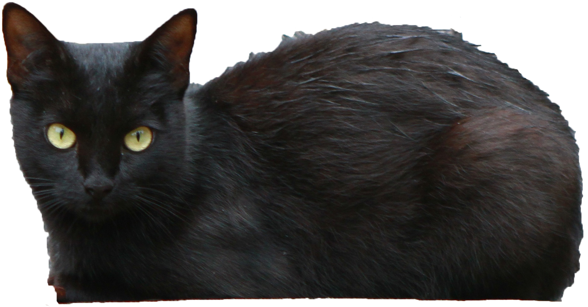 black cat transparent
