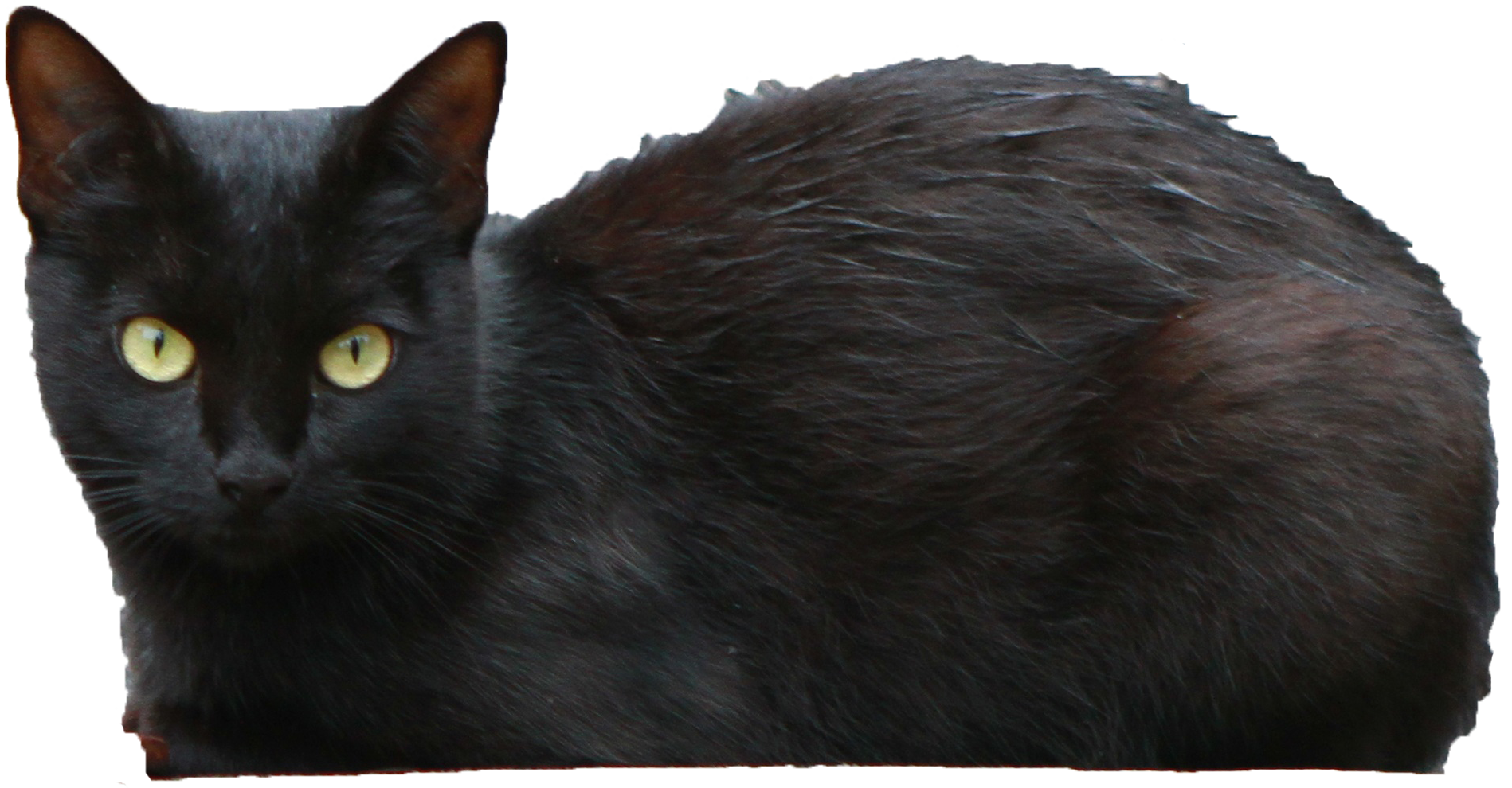 Free: Black cat Dog Icon design, Cat transparent background PNG