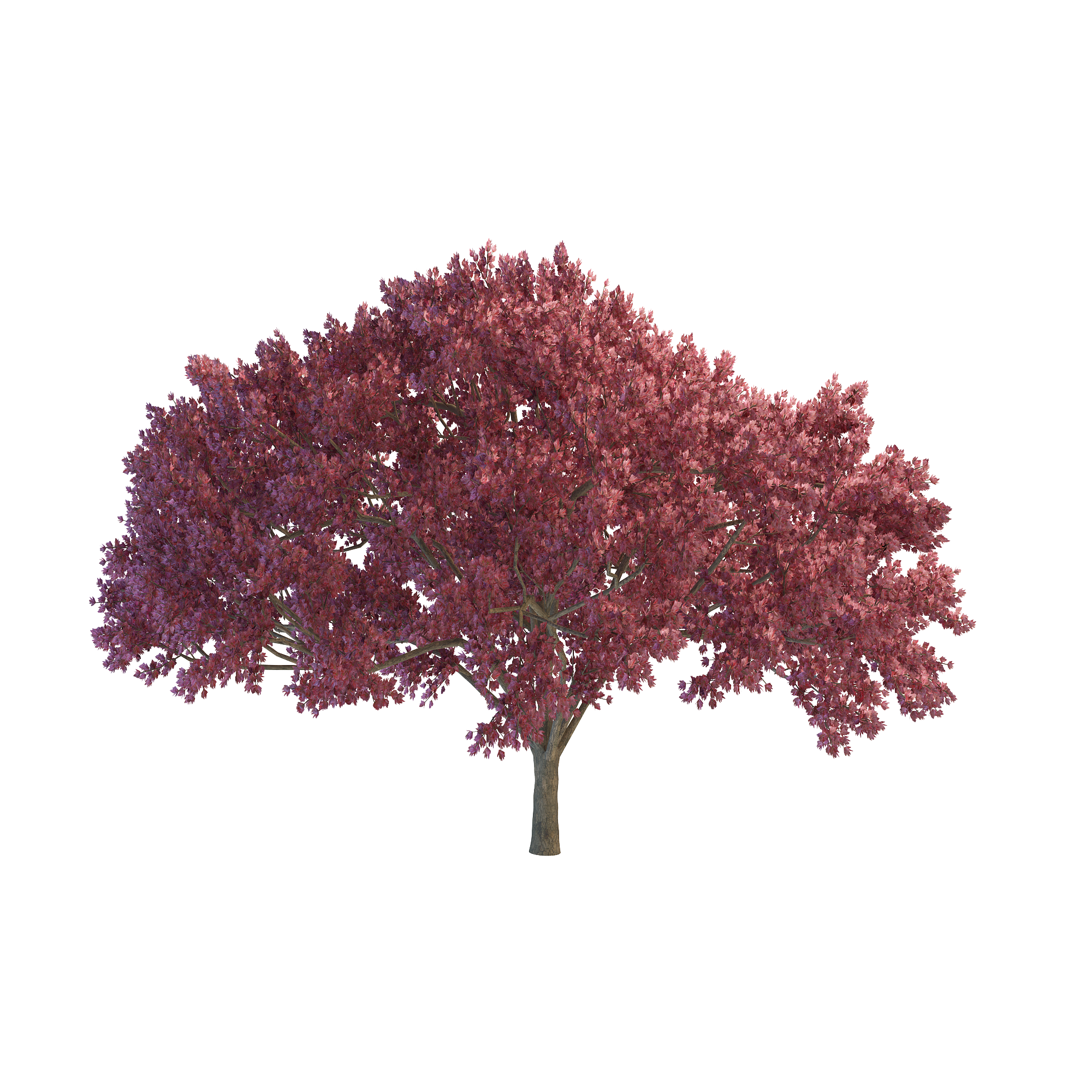 cherry tree png